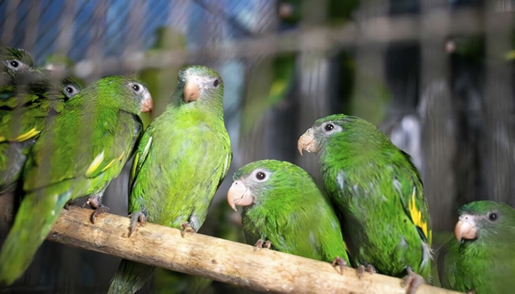 Ley Forestal y de Fauna Silvestre en Perú