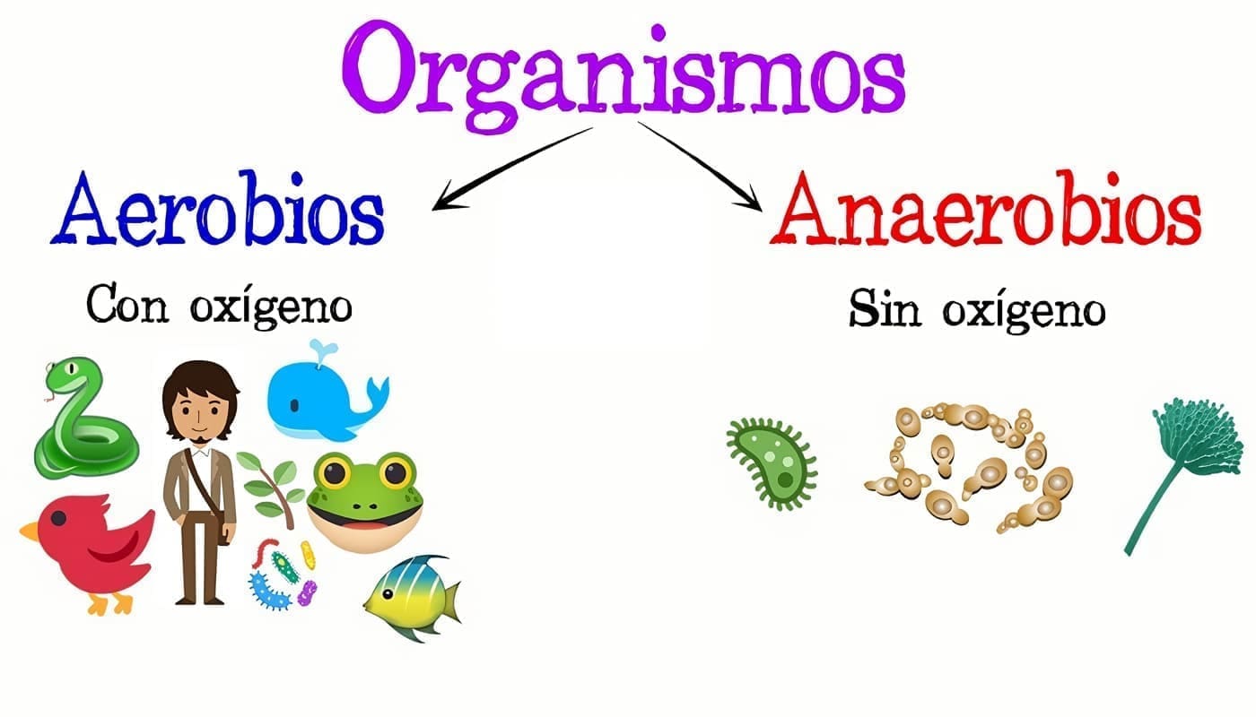Ambientes anaeróbicos y aeróbicos