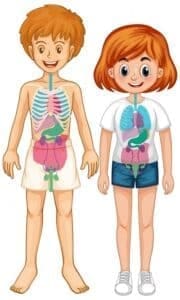 La anatomía y fisiología en niños
