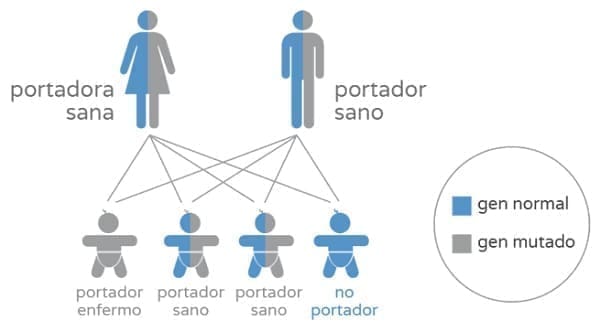 Pruebas geneticas de portador
