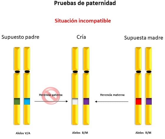 Incopatibilidad en pruebas de paternidad