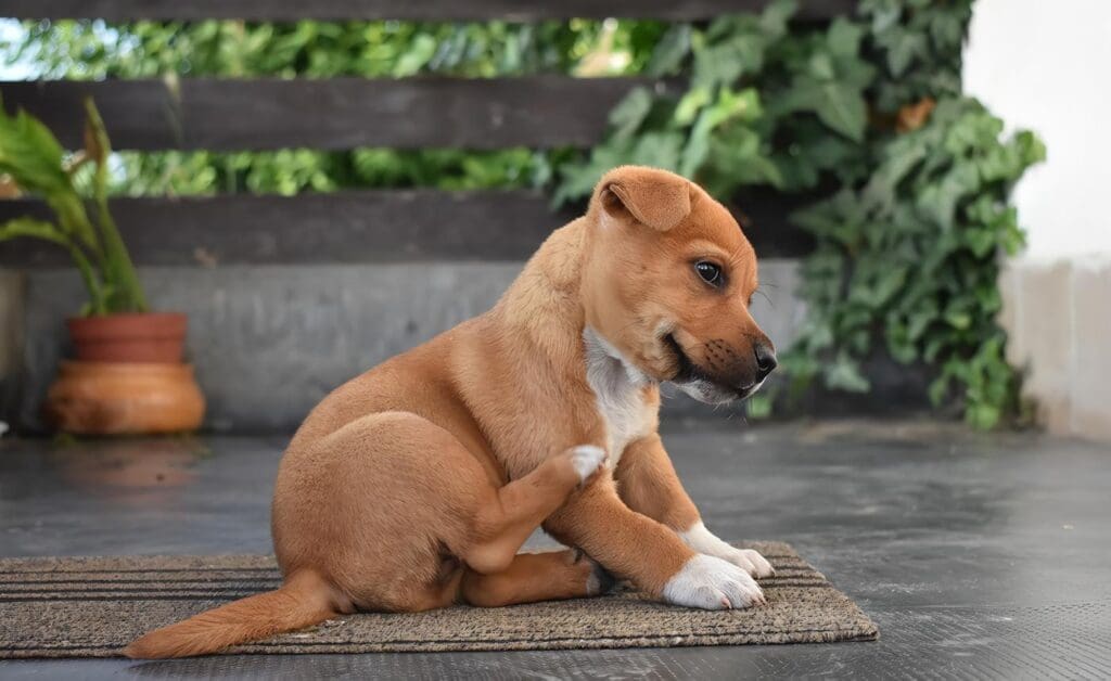 Enfermedades y condiciones en la piel de los perros