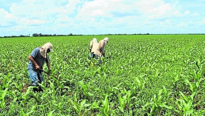 Cultivando su terreno agrícola