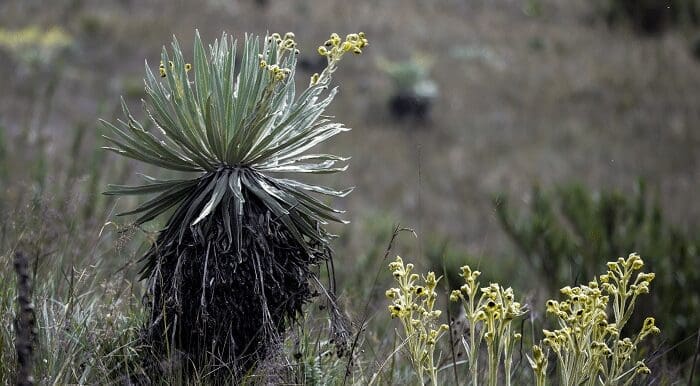 Frailejon del Páramo