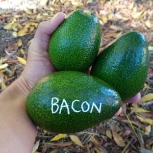 Bacon avocado