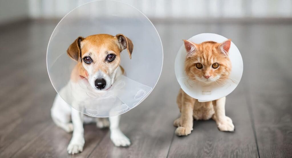 Cuidar a tu perro o gato después de una cirugía