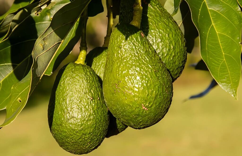 Cultivo de Aguacate siembra