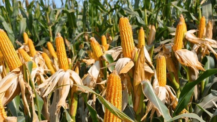 Cultivos vulnerables a la Sequía 