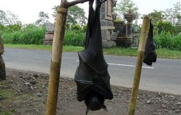 Murciélagos de grandes alas