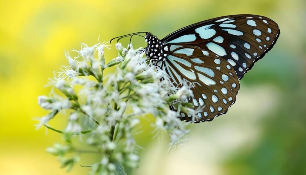 Papel de las Mariposas en el medio ambiente