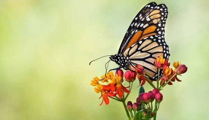 Polinización de las Mariposas