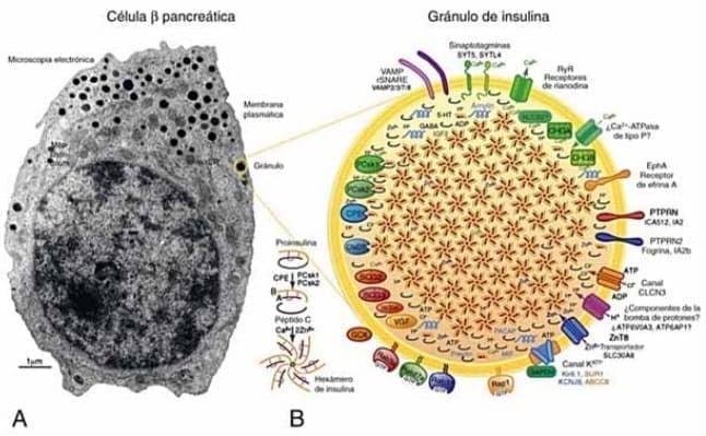 Micrografía Electrónica célula β humana - Gránulos de insulina Micrografía Electrónica célula β humana - Gránulos de insulina