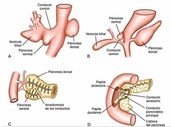 Etapas del desarrollo embrionario del páncreas Etapas del desarrollo embrionario del páncreas