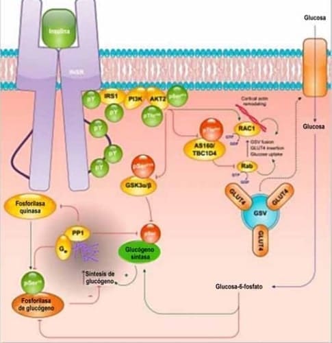 señalización de insulina en el músculo esquelético señalización de insulina en el músculo esquelético