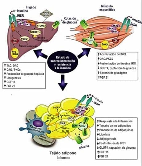 Mecanismos de resistencia a la insulina muscular Mecanismos de resistencia a la insulina muscular