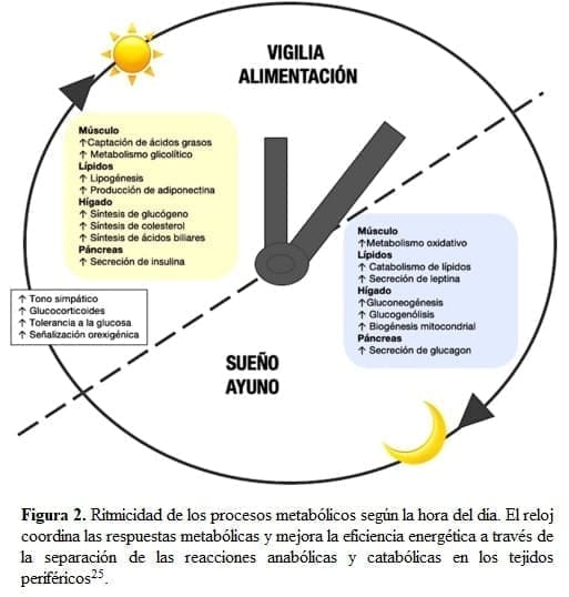 Ritmicidad de los Procesos Metabólicos según la hora del día Ritmicidad de los Procesos Metabólicos según la hora del día