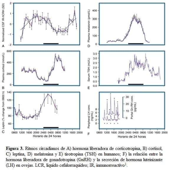 Ritmos circadianos Ritmos circadianos