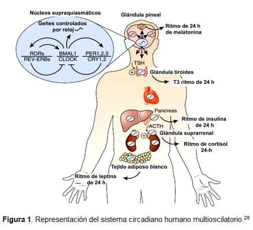 Representación del Sistema Circadiano Humano Multioscilatorio Representación del Sistema Circadiano Humano Multioscilatorio