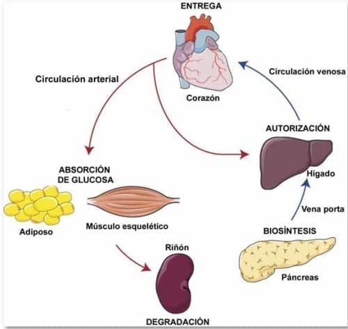 Viaje de la insulina en el cuerpo Viaje de la insulina en el cuerpo