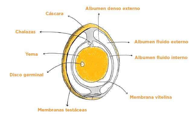 Huevo y sus partes - Productos Cardioprotectores Corte trasversal del huevo y sus partes