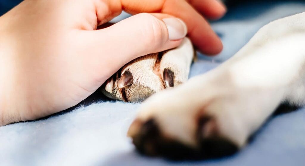 Duelo por la pérdida de una mascota