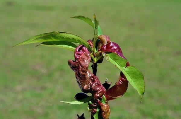 Enfermedades del Durazno