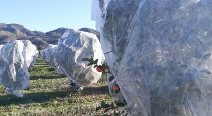 Estrategias de Manejo de Heladas