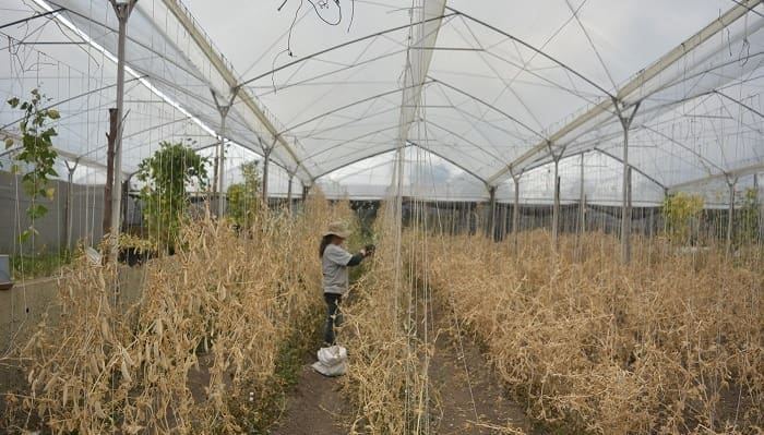 Medición Climática e impacto cultivos
