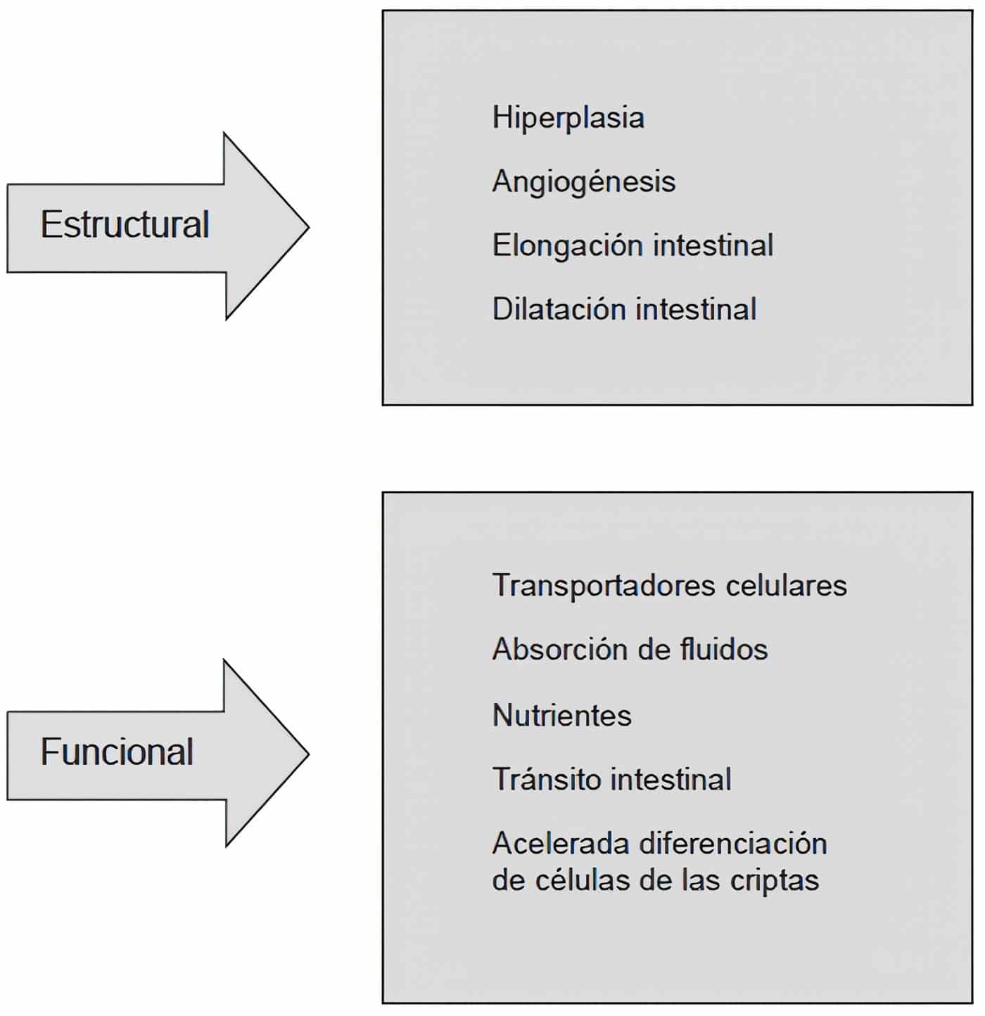 Cambios asociados con la adaptación intestinal Cambios asociados con la adaptación intestinal