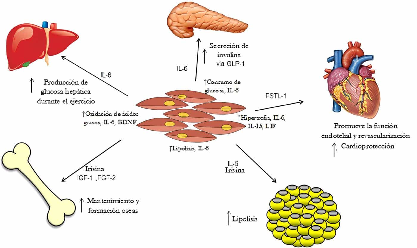huevo sarcopenia figura 1