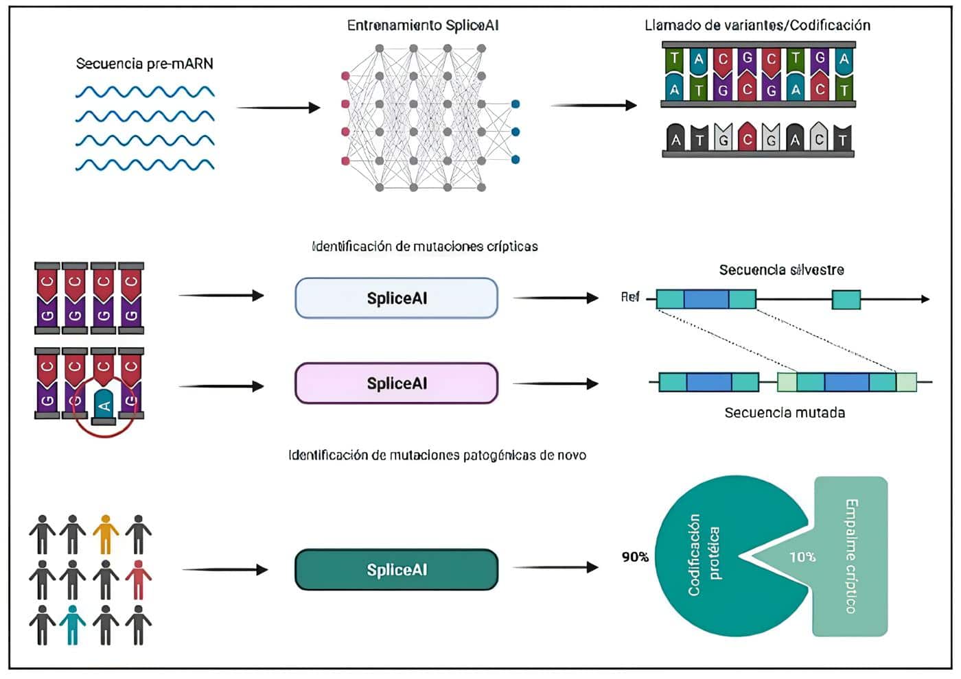 SpliceIA, una red neuronal profunda - Intersección entre la Genómica y la IA SpliceIA, una red neuronal profunda - Intersección entre la Genómica y la IA