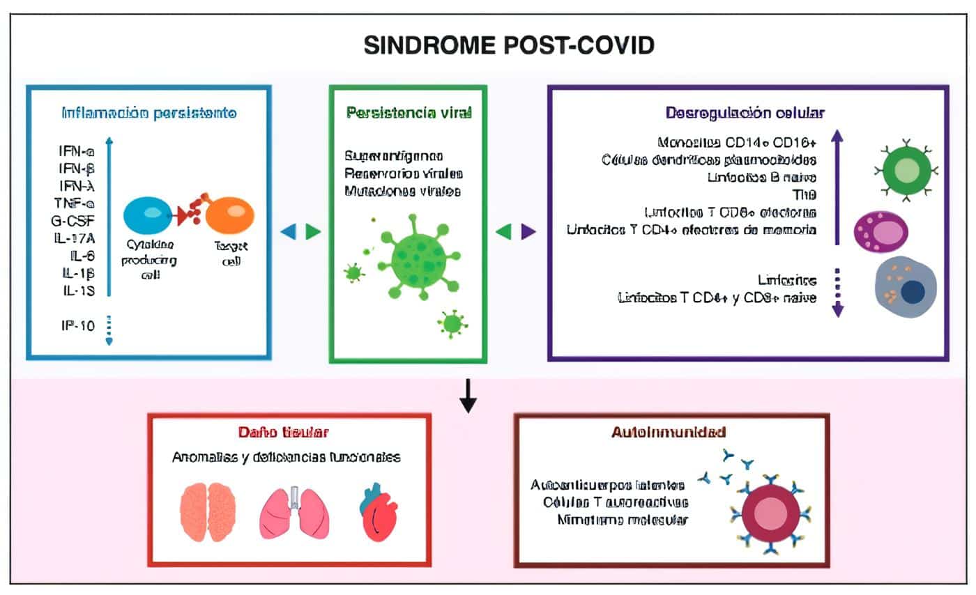 Mecanismos descritos en el Síndrome Post-Covid Mecanismos descritos en el Síndrome Post-Covid