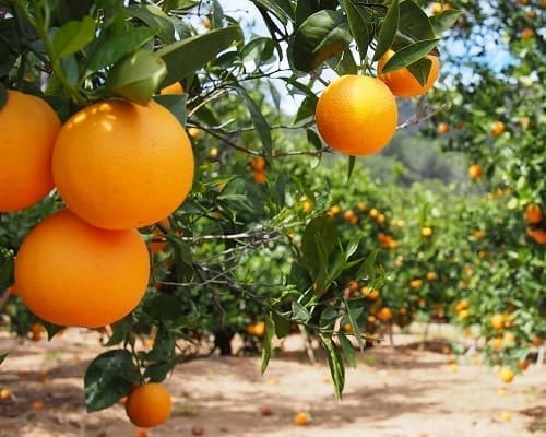 Cultivo de naranja