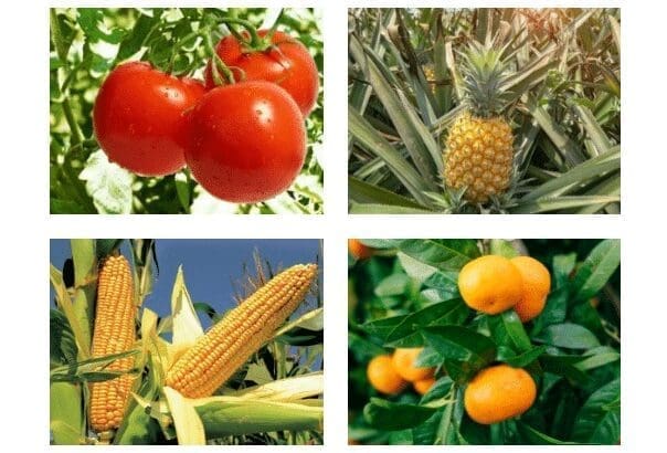 Qué cultivar en clima cálido