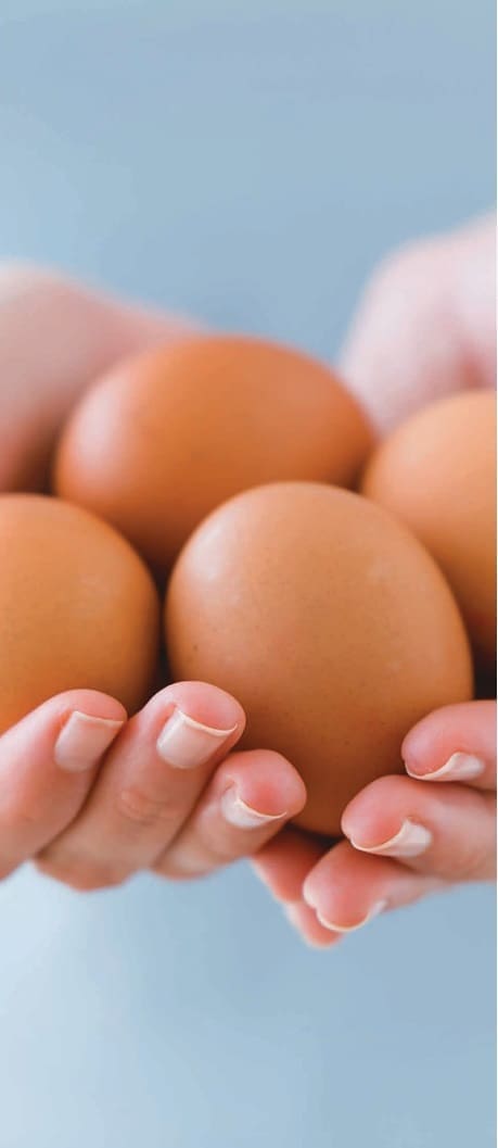 Conclusión revisión ingesta de huevo