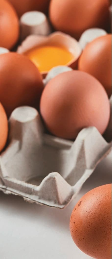 Discusión huevo en la mira