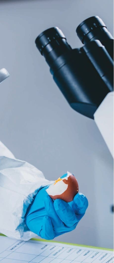 El huevo y la vitamina D