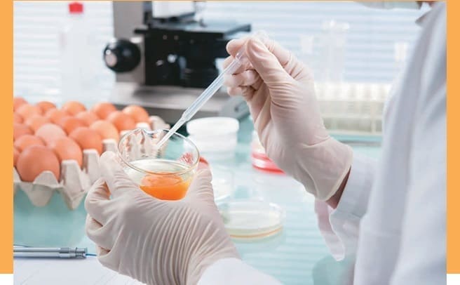 Estudio consumo de huevo y colesterol 