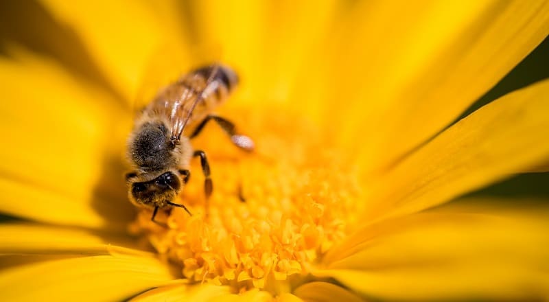 Polinización de abejas