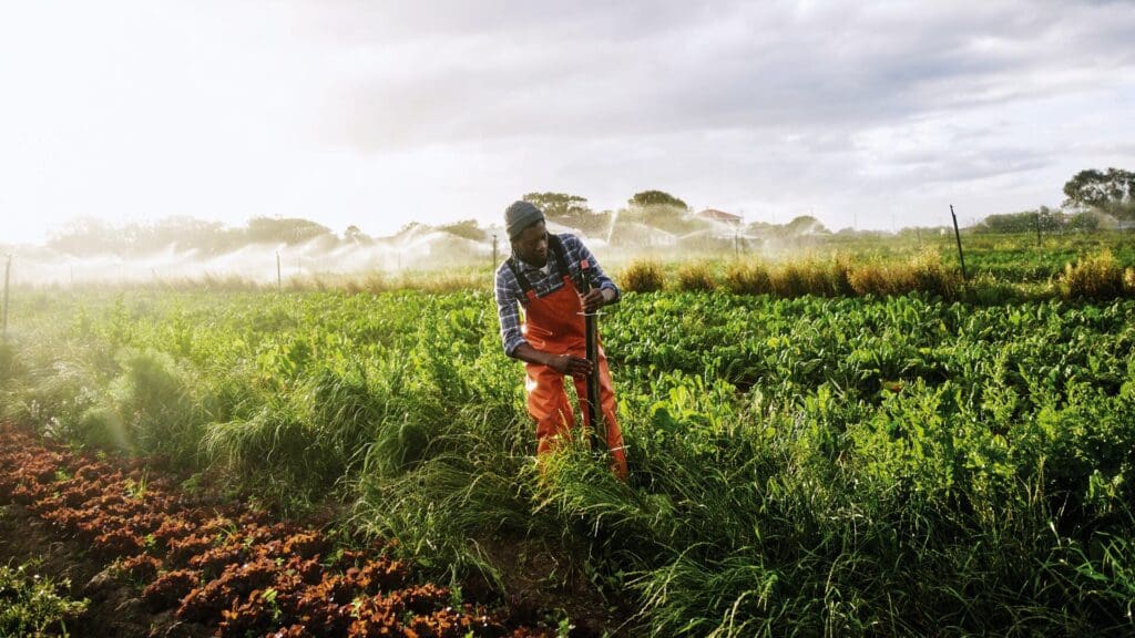 Técnicas de captura de carbono en la agricultura moderna