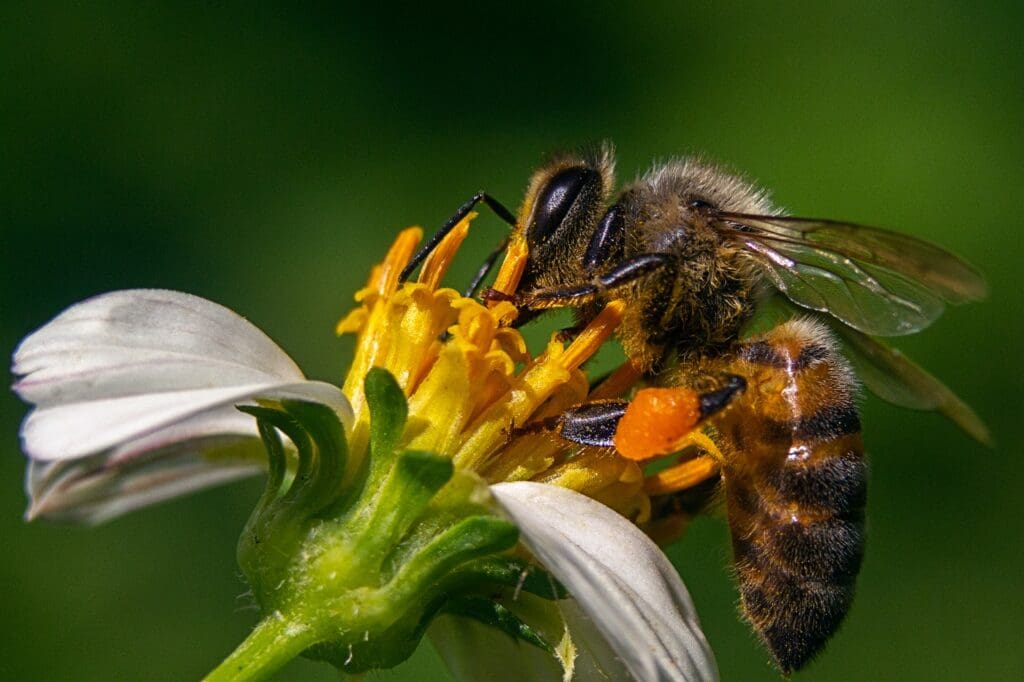 Las abejas para el medio ambiente