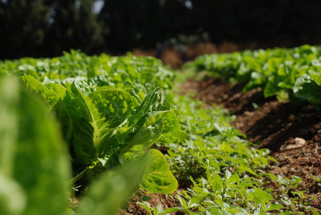 Agroecología y su relación con la economía circular en el campo