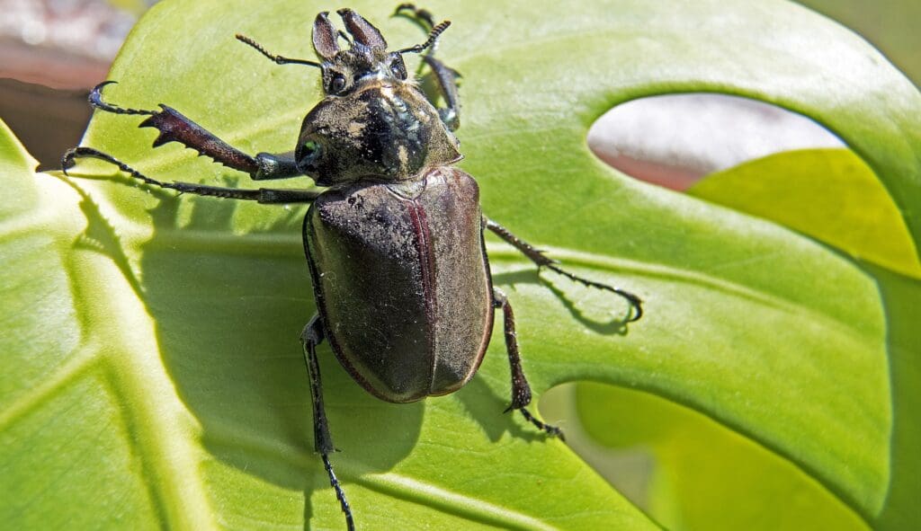 Importancia de los Escarabajos en la Conservación Ambiental